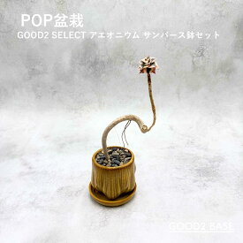 POP盆栽 アエオニウム サンバース 鉢セット 観葉植物 GOOD2SELECT