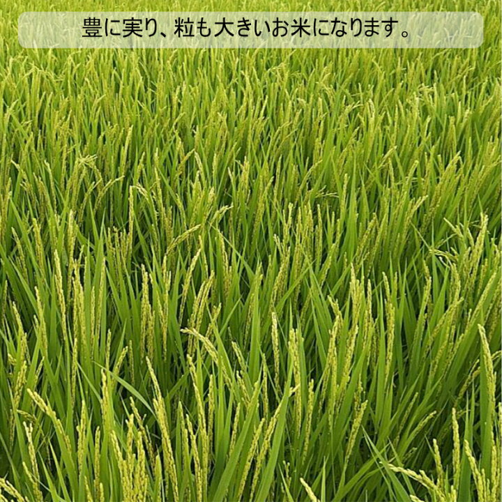 楽天市場】【楽天市場ランキング1位獲得】【令和7年度産新米】玄米 