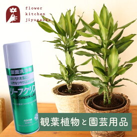 【あす楽】 観葉植物 ドラセナ ジェレ 6号鉢 丸カゴ + 葉面洗浄剤 リーフクリン 480ml 住友化学園芸 ツヤ出し 幸福の木 園芸用 育てやすい お祝い プレゼント ギフト 御祝 開店祝 開業祝 新築祝 引っ越し祝い 結婚祝 新生活【送料無料】グリーン 植物 法人 FKTK