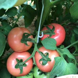 HymyilyUNbvg}gtbN|xvX`bNtbNt[ctbN|pK[fjODIYH|px|p֗NbvA100Zbg(16cmzCg)