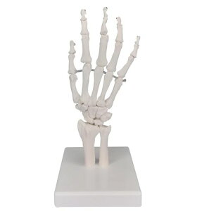 ֐ߖ͌^A荜i͌^荜i͌^1:1̉ȊwIŎ̃TCYAyʂ̓WUwÎ߂̐lԂ̎̍i̗