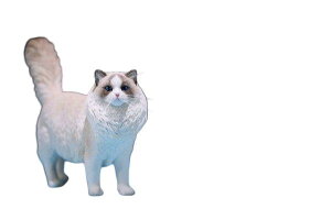 Mr.Z 1/6 Oh[ 5  u tBMA@J[Iׂ܂ 003