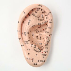 Beautear ���͌^ ���{��� 17cm ���ږ͌^ ���ڃW���G���[ ���{��\�L ����} �c�{ �ʒu�m�F ���{��ȈՐ������t��