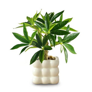 ���G�}�t�F�C�N�O���[���~�j�ϗt�A���M�ъϗt�A�����̂Ȃ�؃Z���~�b�N�ގ��p�^�����Ԋϗt�A���t�F�C�N���t���������ȃC���e���A�G�ݐ��b�s�v�����s�v���ցE�I�t�B�X�E�z�[���E�c