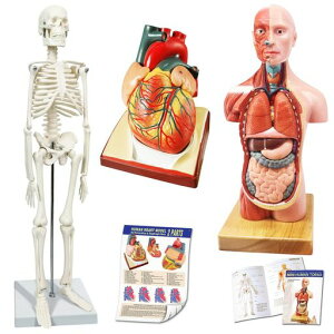 Evotech�l�́A���i�ƐS���͌^-�œK�ȉ�U�L�b�g3�_�Z�b�g�͈�w���̓���̂��߂�3D�͌^�w�K�c�[����q������L�b�g�Ƃ���