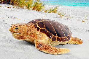 y[J[EsEsEԕiszYꏊTAJE~K / Loggerhead Turtle