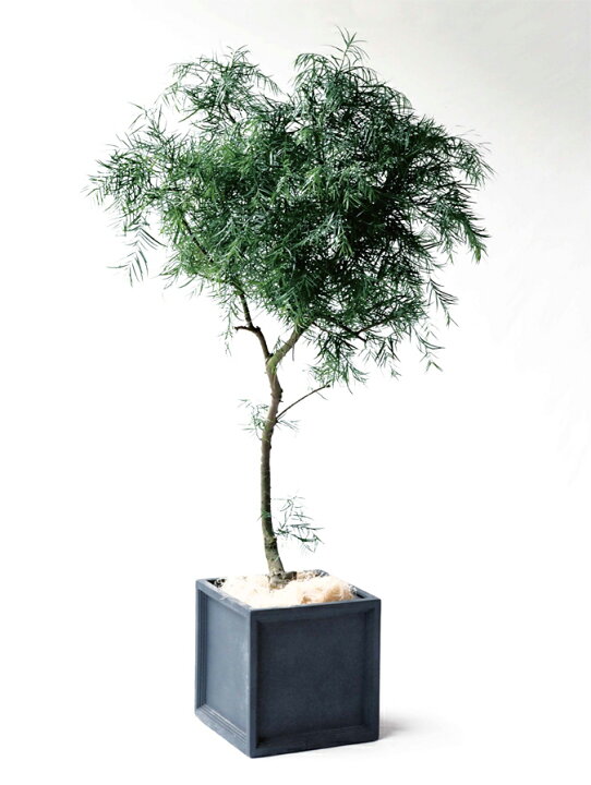 楽天市場】植木鉢 おしゃれ 大型 LL ブリティッシュ Pキューブ 39cm 
