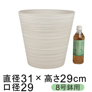 dE Jo[ GRt|bg 31cm zCgn 8K ꌊ H̑I