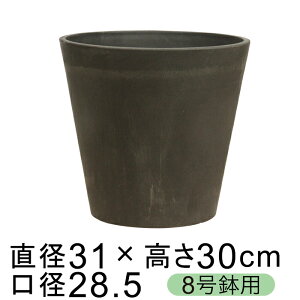 dE Jo[ K| 31cm `R[n 8K ꌊ H̑I