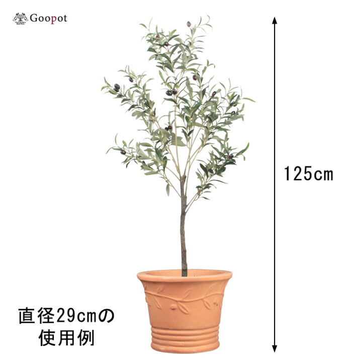 楽天市場】【楽天ランキング受賞】 おしゃれ 植木鉢 訳あり オリーブ 