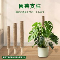 楽天市場】モンステラ 観葉植物（日用品雑貨・文房具・手芸）の通販