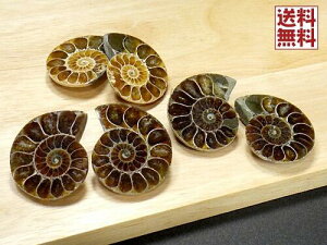 AiCg yA[30mm NIjZX Ammonite XCX }_KXJY 