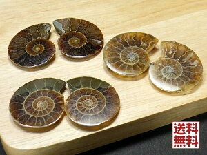 AiCg yA[20`30mm NIjZX Ammonite XCX }_KXJY 