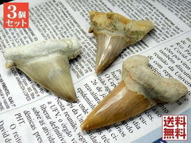 特大 サメの歯 化石3石セット50mmアップ 鮫の歯 corax Shark teeth fossilsモロッコ直輸入 送料無料 No.07