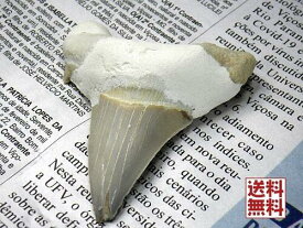 特大 サメの歯 化石 60mm 鮫の歯 corax Shark teeth fossilsモロッコ直輸入 送料無料 No.03