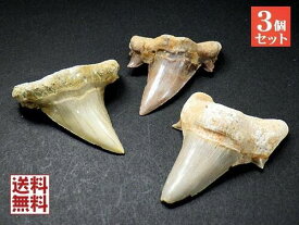 特大 サメの歯 化石 3石セット50mmアップ 鮫の歯 corax Shark teeth fossilsモロッコ直輸入 送料無料 No.06