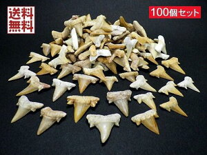 T̎  100Zbg L̎ Shark teeth fossils bRY  Ɩp S