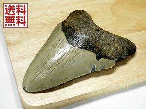 Kh T̎  100mm d135g i Kh̎ L z  ÑL Carcharodon megalodon 