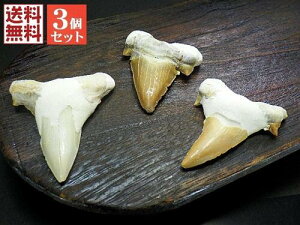  T̎  3΃Zbg60mmAbv L̎ corax Shark teeth fossilsbRY lߍ킹  No.05