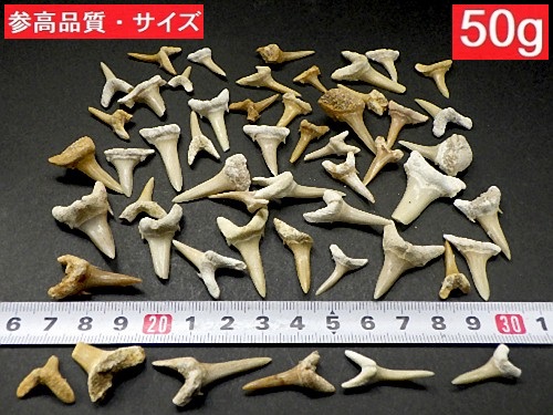 楽天市場】サメの歯 化石 ５０ｇパック 鮫の歯 Shark teeth fossils 歯