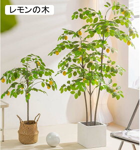観葉植物 160cm」の人気商品一覧・価格比較 - 価格.com
