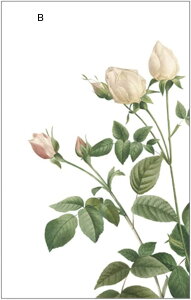 ガラスフィルム すりガラスシート 花柄 お洒落 インテリア 浴室窓めかくしシート 外から見えない 窓用 ガラスシート ガラスに貼れるシート 水で貼れる 断熱 遮光 紫外線対策 ベッドルーム