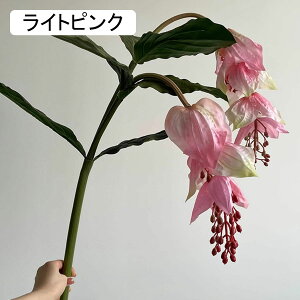 o  ͂Ȃ A[gt[ bh 1{ KN  CeA tFCN v[g Mtg Ǝ a EFfBO  Be ] o^Cf[ Be p z[ 