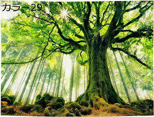 w15-30%OFF ^yXg[ i^yXg[ A J[  K[f Ǌ|^yXg[ Ԏd؂  CeA Q J[e  Vzj j v[g 