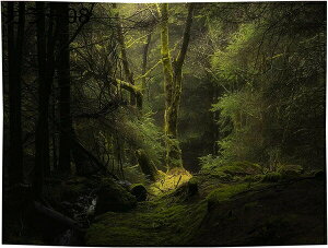 w15-30%OFF ^yXg[ i^yXg[ A J[  K[f Ǌ|^yXg[ Ԏd؂  CeA Q J[e  Vzj j v[g 