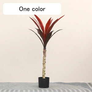ユッカ 観葉植物 おしゃれ」の人気商品一覧・価格比較 - 価格.com