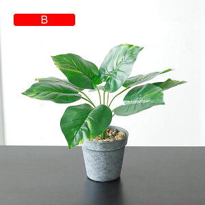 tFCNO[  A XCJ̗tZbg lHϗtA { 33cm ~ k CeA  X  u ͂Ȃ b炸  JXj ]j v