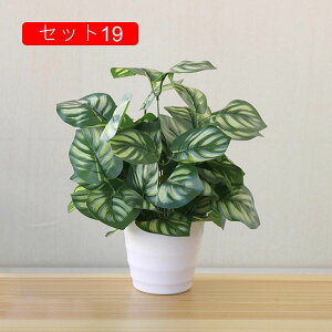 tFCNO[ lHϗtA A ~͐A  ~j CeA p  bv炸 Vzj Vj z Mtg 蕨 ItBX z[   e[u 