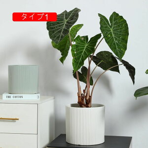 Aؔ ϗtAAؔ t[|bg ؂ǂ ^ ꌊL v^[^ 16*16cm T{e|bg |pi K[fpi x[VbN Jo[ A 픫 Aؔ e