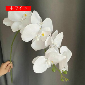  IVW[   { sv  ͂Ȃ  ʐ^Be j v[g a p  ̓Mtg u[P hCt[ IW