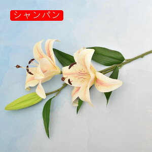   ͂Ȃ {   ̓Mtg LO  { sv  t[ Vp 뉀 Ԍ|p v[g  iX ԑ VN