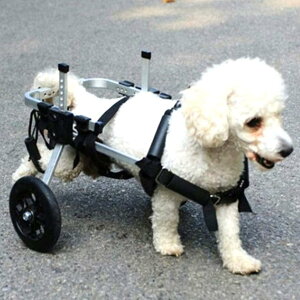 ߉\2փybgpԈ֎qA㑫nrpybgnrJ[gA㑫ɏQ̂錢Lp̃g[jOzC[