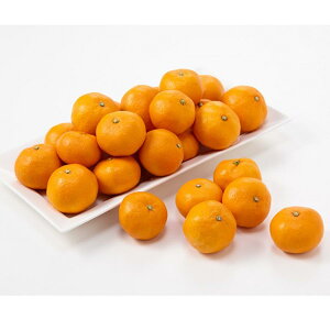 y|Cg10{zΕ ~Mtg 2025 ݂ x Lc݂1.5kg E  Ԍ1216̔