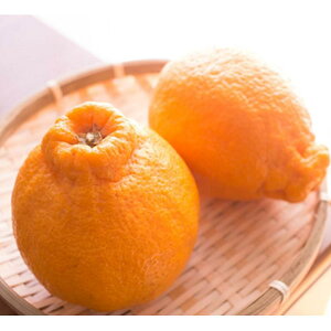 y10offN[|zΕ ~Mtg 2025 fR| x fR|5 E  Ԍ1216̔