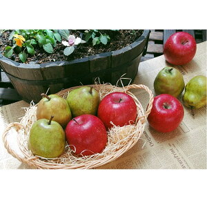 y|Cg10{zΕ ~Mtg 2025 R`̔_Ƃ̖l鋦c ނeeR`̓~ʎZbgee 3kg Ԍ1216̔