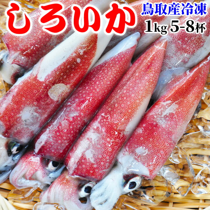 楽天市場 鳥取県産 白いか 5 8杯 天然 1kg 冷凍 ケンサキイカ 産地直送 白イカ シロイカ 剣先イカ 日本海 山陰 浜下水産 送料無料 鳥取人のごっつおう市場