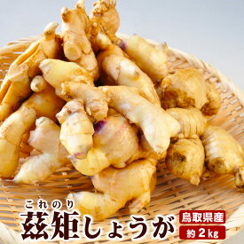 ★予約＼熟成の辛味 茲矩生姜／国産しょうが【送料無料】生ショウガ 鳥取特産 2kg 茲矩(これのり)生姜 ジンジャー 産地直送 鳥取県 鹿野町 はらだ農産 3月より発送予定