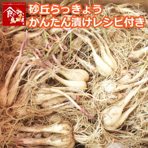 らっきょう 生の通販 価格比較 価格 Com