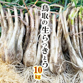 【P10倍★4/25 0:00から4/26 23:59】【送料無料】鳥取県産 生らっきょう 予約 10kg（根茎砂付き）らくだ 大きさ不揃い 国産 鳥取 福部 砂丘 人気 産地直送 旬 らっきょう漬け レシピ付き 種苗土 2024