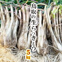 ＼楽天1位／【予約】生らっきょう 5kg 鳥取県産(根茎砂付き)らくだ 大きさ不揃い 国産 鳥取 福部 鳥取砂丘 産地直送 …