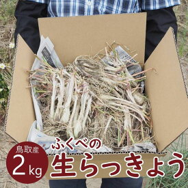 【残りわずか】＼鳥取県産らっきょう／2kg 鳥取産 ふくべ らっきょう 生らっきょう 新鮮 砂丘近く 国産 鳥取市 福部 レシピ付き【送料無料】