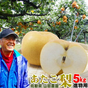 【楽天1位】\日本最大級の梨/【11月発送開始】愛宕梨 あたご梨 鳥取産 5kgセット(大玉:12-14玉)進物用 鳥取 八頭 山田農園 通販 産地直送 お歳暮 ギフト【送料無料】予約