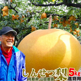 【楽天1位3冠】＼こたつで食べる梨／【12月上旬～】新雪梨 梨 鳥取産 5kgセット（大玉：8-12玉）進物用 しんせつ梨 鳥取 八頭 山田農園 通販 産地直送 お歳暮 ギフト【送料無料】予約