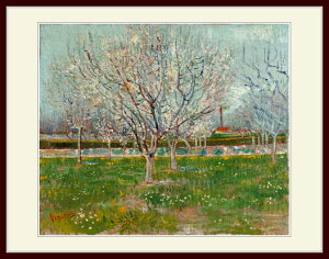 SbzEuOrchard in Blossom (Apricot Trees)v