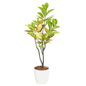 Botanicallife+tFCNO[ϗtAG}{LRۃNg120cmNBV[Y