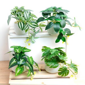 WillingYoutFCNO[~j4_ZbgtlHϗtACeAGݐb炸svItBXz[fR[VMtgVzj̓̓vc